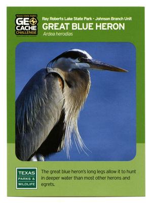 [Trading Card: Great Blue Heron]