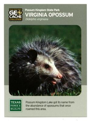 [Trading Card: Virginia Opossum]
