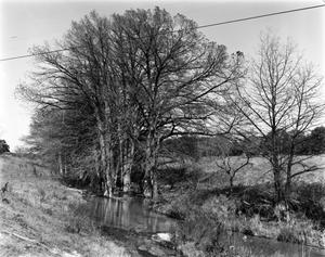 [Badenthal, (Sister Creek looking North.)]