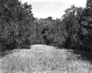 [Long Hog Hollow Archaeological District, (Camera facing West. View: 41 TV 342 - clearing at start of site. Typical creekside vegetation.)]