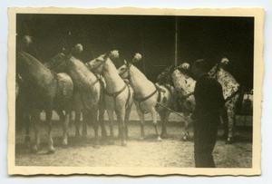 [Photograph of Circus Horses]