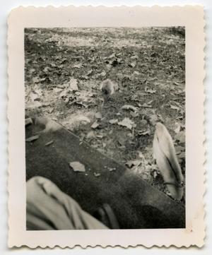 Primary view of object titled '[Photograph of a Squirrel]'.