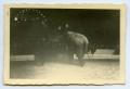 Photograph: [Photograph of Elephant Leaving Arena]
