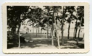 [Photograph of a Sailor in a Grove of Trees]