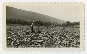 [Photograph of a Cucumber Field]