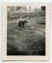 Thumbnail image of item number 1 in: '[Photograph of a Squirrel near Gallatin, Tenn.]'.
