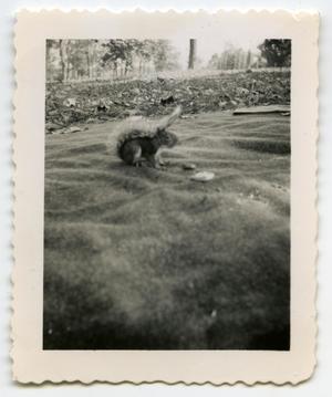 [Photograph of a Squirrel near Gallatin, Tenn.]