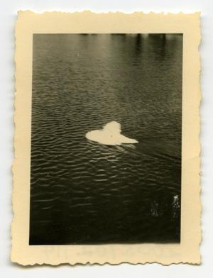 [Photograph of Swan]