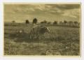 Photograph: [Photograph of Oxen Pulling Plow]