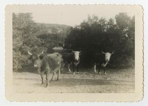 [Photograph of Four Cows]