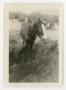 Photograph: [Photograph of a Horse and Cattle in a Pasture near Camp Barkeley]