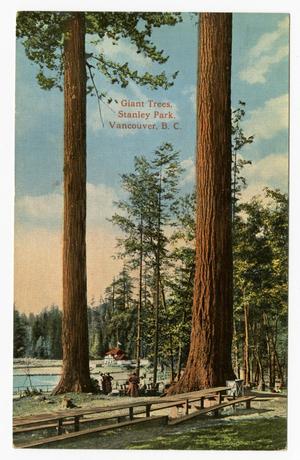 [Postcard of Giant Trees in Stanley Park, Vancouver, B.C.]