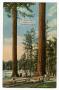 Postcard: [Postcard of Giant Trees in Stanley Park, Vancouver, B.C.]