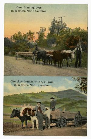 Primary view of object titled '[Postcard of Oxen Teams in North Carolina]'.