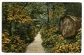 Primary view of [Postcard of Trail Through Stanley Park in Vancouver, B.C.]