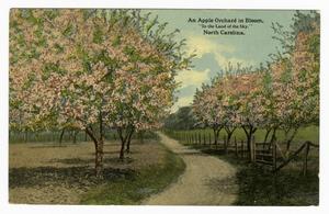 Primary view of object titled '[Postcard of Apple Orchard in Bloom]'.