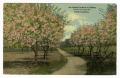 Thumbnail image of item number 1 in: '[Postcard of Apple Orchard in Bloom]'.