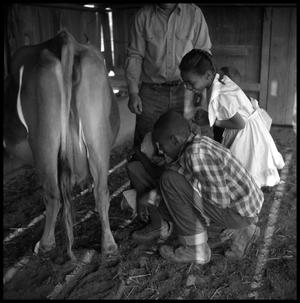 Primary view of object titled '[Children Looking at a Cow]'.
