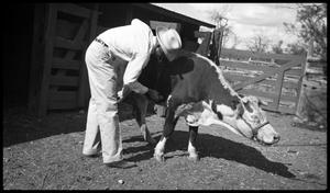 Primary view of object titled '[Watt Casey Examining a Cow]'.