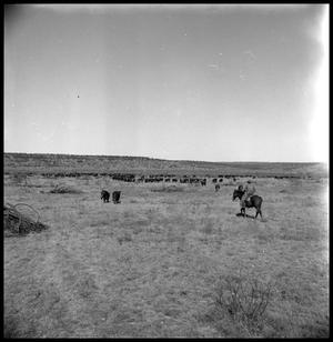 Primary view of object titled '[Herd of Cattle and a Cowboy]'.