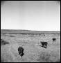 Primary view of [Herd of Cattle]