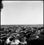 Photograph: [Herd of Cattle]