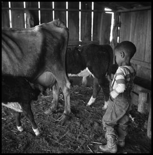 [Young Boy in a Barn with Cattle]
