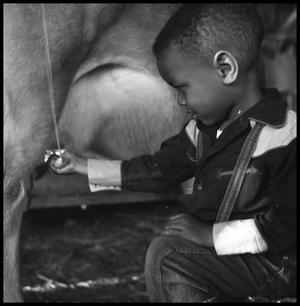 [Young Boy Squeezing a Cow's Udder]