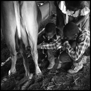 Primary view of object titled '[Children Milking a Cow]'.