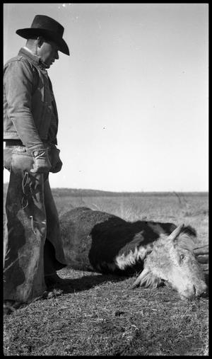 [Lanham Martin with a Downed Cow]