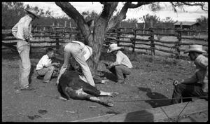 [Cowboys with Calf under a Tree]