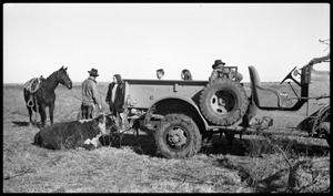 [Ranchers with a Jeep and Animals]