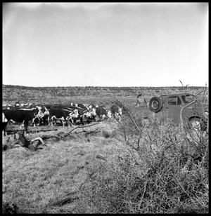 Primary view of object titled '[Jack Newcomb Feeding Cattle from Truck]'.