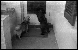 Primary view of object titled '[Dogs Looking out Door]'.