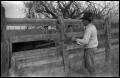 Thumbnail image of item number 1 in: '[Rancher Poking a Cow with a Cane]'.
