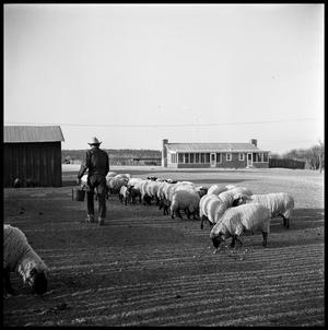 [Sheep Being Fed]