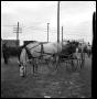 Photograph: [Young Man in a Horse Drawn Wagon]