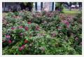 Primary view of [Photograph of a Large Rose Bush]