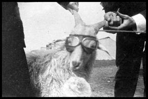 [Goat Wearing Goggles]