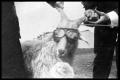 Photograph: [Goat Wearing Goggles]