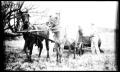 Photograph: [Mule Drawn Wagon]