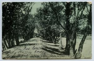 Primary view of object titled '[Postcard with a View Looking Down a Road Between Trees]'.
