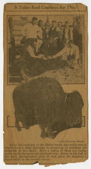 [Newspaper Clipping of a Buffalo Killing at Staley Place]
