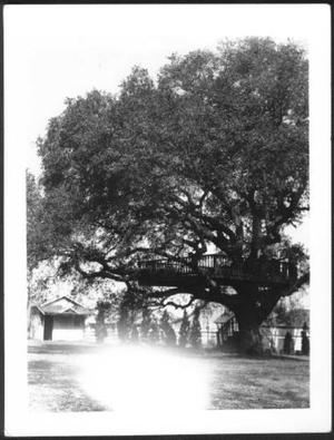 Primary view of object titled '[Photograph of the George Ranch house yard focusing on the Nancy Jones oak tree]'.