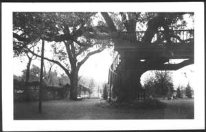 [Photograph of the George Ranch house yard focuses on the Nancy Jones oak tree]
