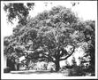Thumbnail image of item number 1 in: '[Photograph of the Nancy Jones oak tree in the George Ranch house yard]'.