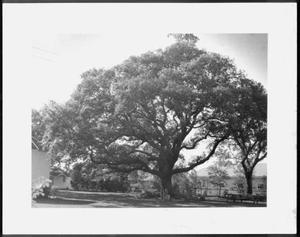 [Photograph of the George Ranch house yard with the Nancy Jones oak tree in the center]