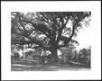 Photograph: [Photograph of the George Ranch house yard with focus on the Nancy Jo…