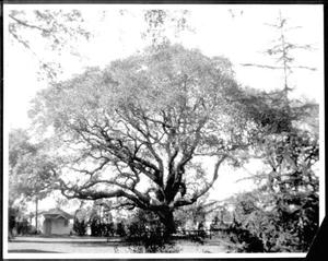 [Photograph of the George Ranch house yard with focus on the Nancy Jones oak tree]
