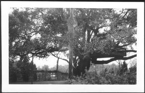 [Photograph of the Nancy Jones oak tree]